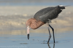 121 Rötelreiher - Egretta rufescens