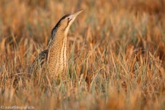 20 Rohrdommel - Botaurus stellaris