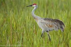 104 Kanadakranich - Grus canadensis