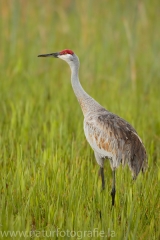 105 Kanadakranich - Grus canadensis