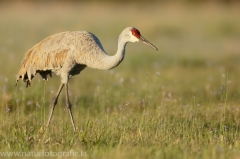 106 Kanadakranich - Grus canadensis