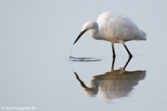 72 Seidenreiher - Egretta garzetta