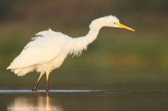 55 Silberreiher - Egretta alba