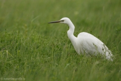 59 Silberreiher - Egretta alba