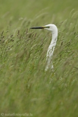 60 Silberreiher - Egretta alba