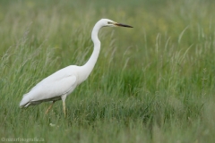 63 Silberreiher - Egretta alba