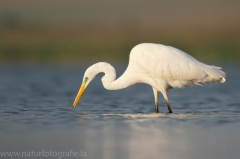 56 Silberreiher - Egretta alba