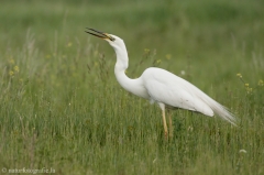 57 Silberreiher - Egretta alba