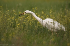 58 Silberreiher - Egretta alba