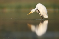 46 Silberreiher - Egretta alba