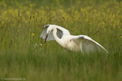 64 Silberreiher - Egretta alba