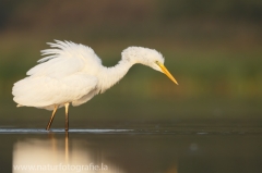 47 Silberreiher - Egretta alba