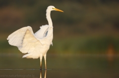 48 Silberreiher - Egretta alba