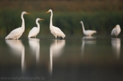 50 Silberreiher - Egretta alba