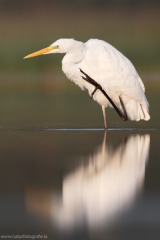 51 Silberreiher - Egretta alba