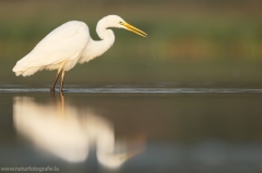 52 Silberreiher - Egretta alba