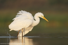 53 Silberreiher - Egretta alba