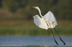 54 Silberreiher - Egretta alba