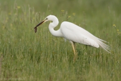 69 Silberreiher - Egretta alba