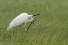 70 Silberreiher - Egretta alba