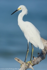 113 Schmuckreiher - Egretta thula