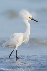 114 Schmuckreiher - Egretta thula