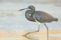 109 Dreifarbenreiher - Egretta tricolor