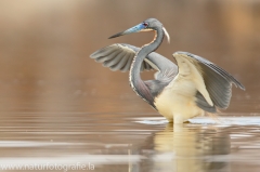 110 Dreifarbenreiher - Egretta tricolor