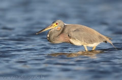 111 Dreifarbenreiher - Egretta tricolor