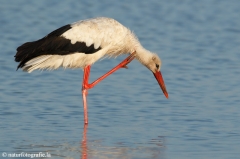 85 Weißstorch - Ciconia ciconia