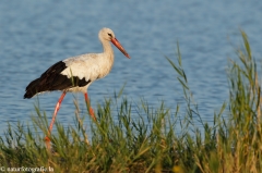 86 Weißstorch - Ciconia ciconia