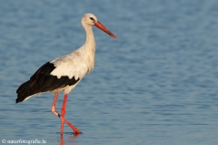 87 Weißstorch - Ciconia ciconia