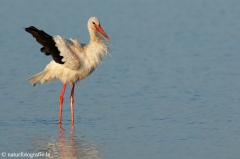 88 Weißstorch - Ciconia ciconia