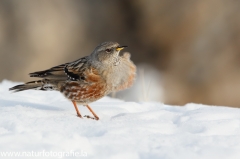 40 Alpenbraunelle - Prunella collaris