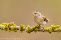 260 Bergfink - Fringilla montifringilla