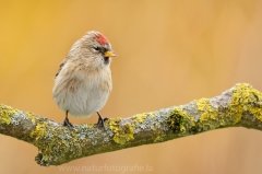 251 Birkenzeisig - Carduelis flammea