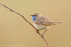 331 Blaukehlchen - Luscinia svecica