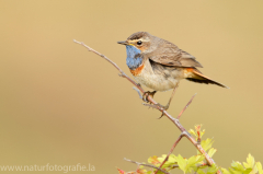 338 Blaukehlchen - Luscinia svecica