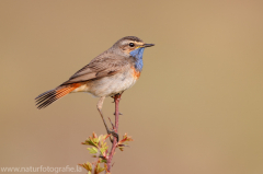 341 Blaukehlchen - Luscinia svecica