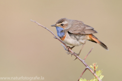 332 Blaukehlchen - Luscinia svecica