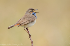 333 Blaukehlchen - Luscinia svecica