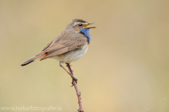 334 Blaukehlchen - Luscinia svecica