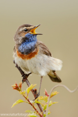 335 Blaukehlchen - Luscinia svecica