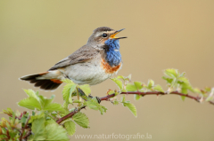 336 Blaukehlchen - Luscinia svecica