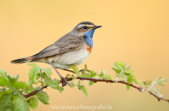 337 Blaukehlchen - Luscinia svecica