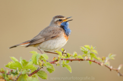 340 Blaukehlchen - Luscinia svecica