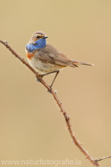 339 Blaukehlchen - Luscinia svecica