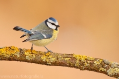 281 Blaumeise - Cyanistes caeruleus