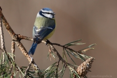 135 Blaumeise - Parus caeruleus