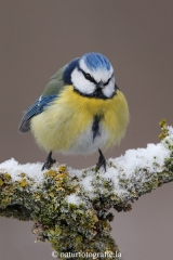 138 Blaumeise - Parus caeruleus